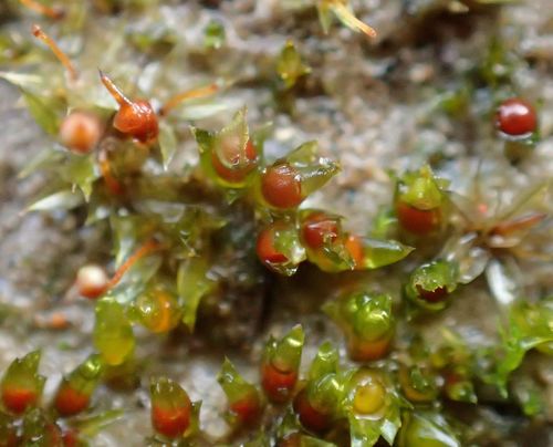 Representative image of Acaulon mediterraneum