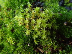 Syntrichia virescens