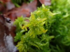 Sphagnum denticulatum