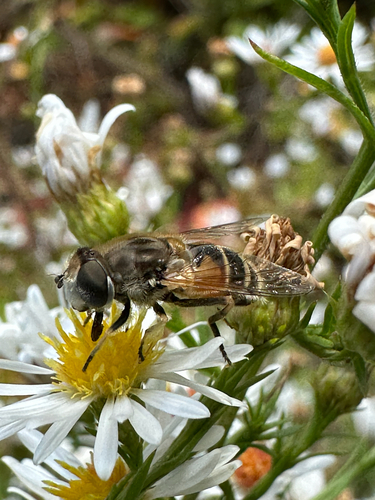 Unknown species found near Chestnut Hill Driveway, Boston, MA, US