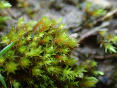 Bryum ruderale