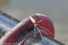Tetragnatha elongata
