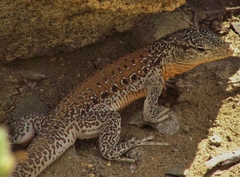 Callopistes maculatus