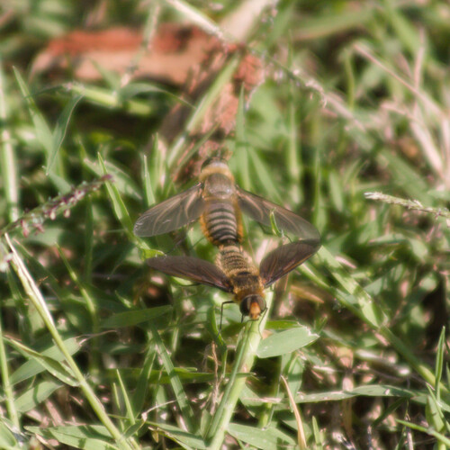 Unknown species found near Tulsa County, OK, USA