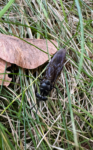 Unknown species found near Warwick Neck Ave, Warwick, RI, US