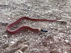 Coniophanes melanocephalus