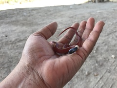 Coniophanes melanocephalus