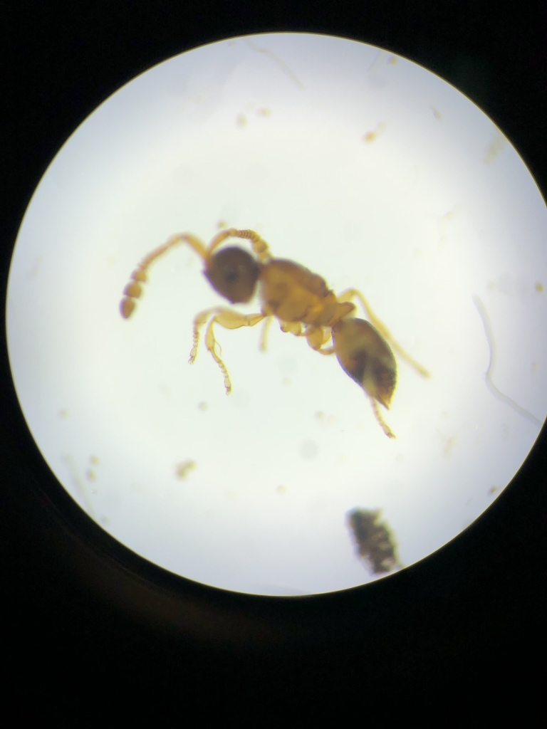 Bruesopria