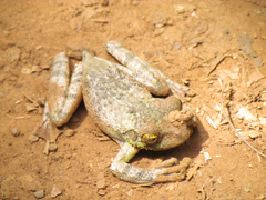 Itapotihyla langsdorffii