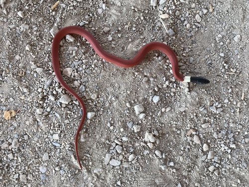 Photo of a Black Banded Snake (Coniophanes melanocephalus)
