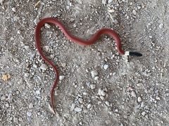 Coniophanes melanocephalus