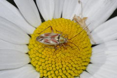 Calocoris roseomaculatus