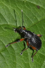 Otiorhynchus coecus