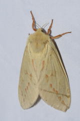 Hepialus humuli