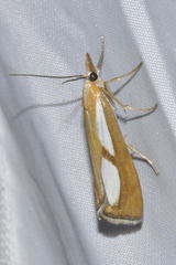 Catoptria conchella