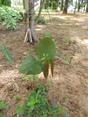 Hymenaea courbaril