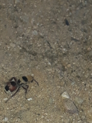 Dasymutilla monstrosa