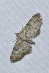 Eupithecia pulchellata