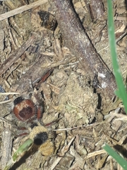 Dasymutilla monstrosa