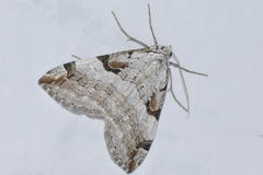 Aplocera praeformata