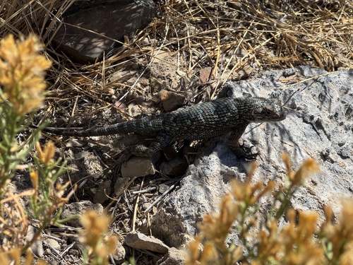 iNaturalist observation photo of Western Fence Lizard