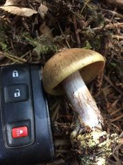 Cortinarius adonis
