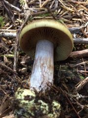 Cortinarius adonis