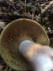 Cortinarius adonis