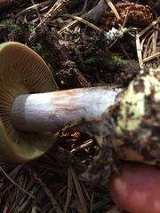 Cortinarius adonis
