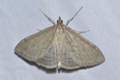 Anania fuscalis