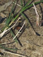 Dasymutilla monstrosa