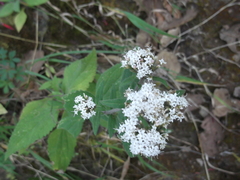 Stevia serrata