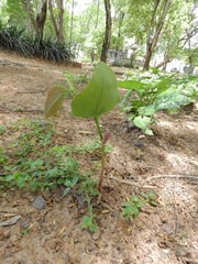 Hymenaea courbaril