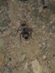 Dasymutilla monstrosa