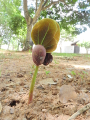 Hymenaea courbaril