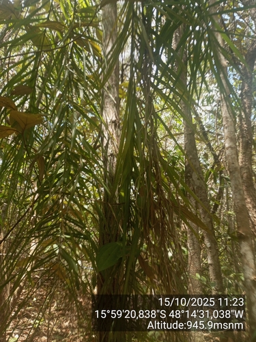 Syagrus flexuosa, photograph 2