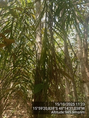 Syagrus flexuosa, photograph (c) Paulo C. O. Cunha, some rights reserved (CC BY)