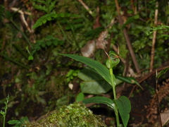 Pterostylis auriculata