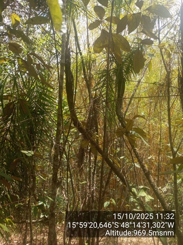 Syagrus flexuosa, photograph 3