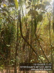 Syagrus flexuosa, photograph (c) Paulo C. O. Cunha, some rights reserved (CC BY)