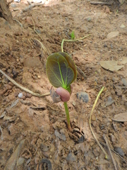 Hymenaea courbaril