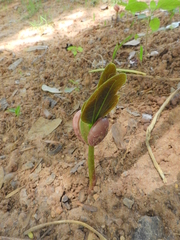 Hymenaea courbaril