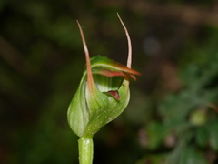 Pterostylis auriculata
