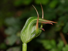 Pterostylis auriculata