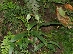 Pterostylis auriculata