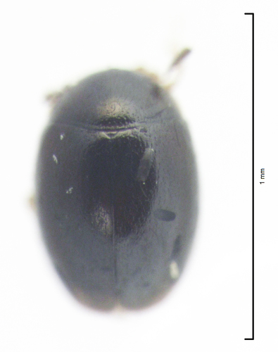 Orthoperus aequalis