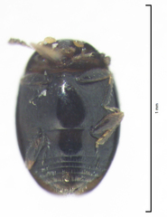 Orthoperus aequalis