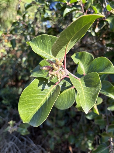 iNaturalist observation photo of sugar bush