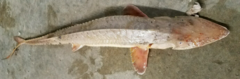 Scaphirhynchus platorynchus