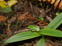 Pterostylis auriculata